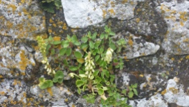 Flowers on the stones in the cemetery outside the Rock of Cashel.